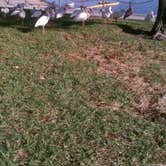 Review photo of Orlando/Kissimmee KOA by Carla S., September 29, 2016