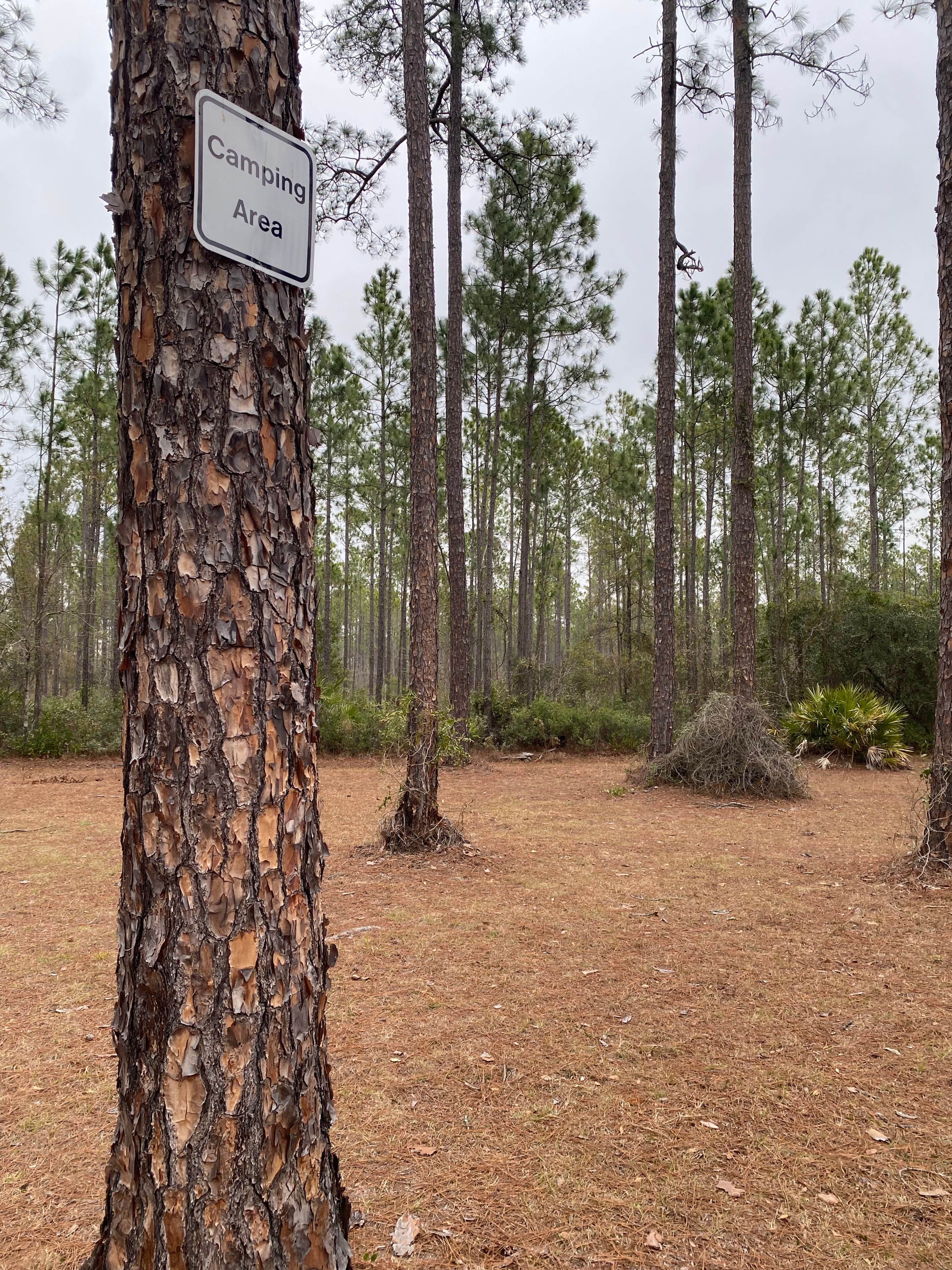Camper-submitted photo at Dixon Memorial WMA - Hunter Camp near Waycross, GA