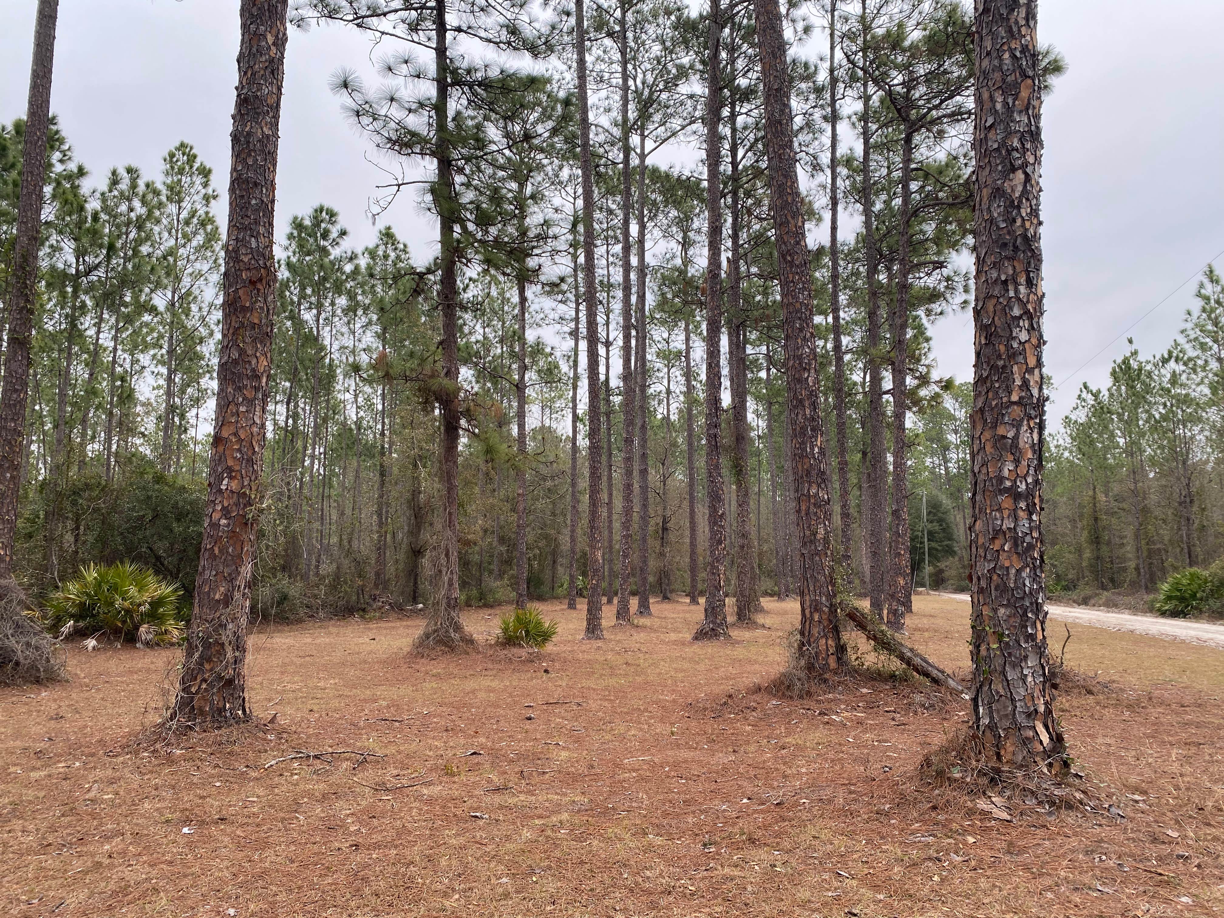 Camping near Deep Bend Landing: Dixon Memorial WMA - Hunter Camp, Hoboken, Georgia