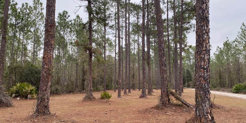 Camper submitted image from Dixon Memorial WMA - Hunter Camp