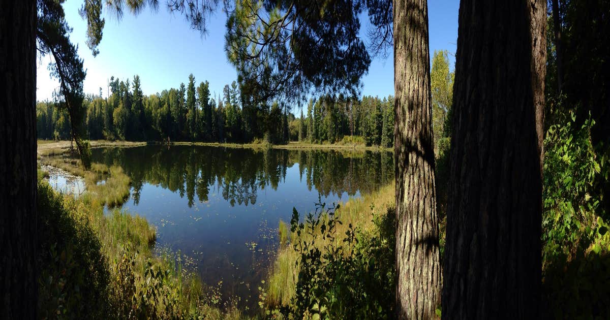 Pine Ridge Campground — Itasca State Park