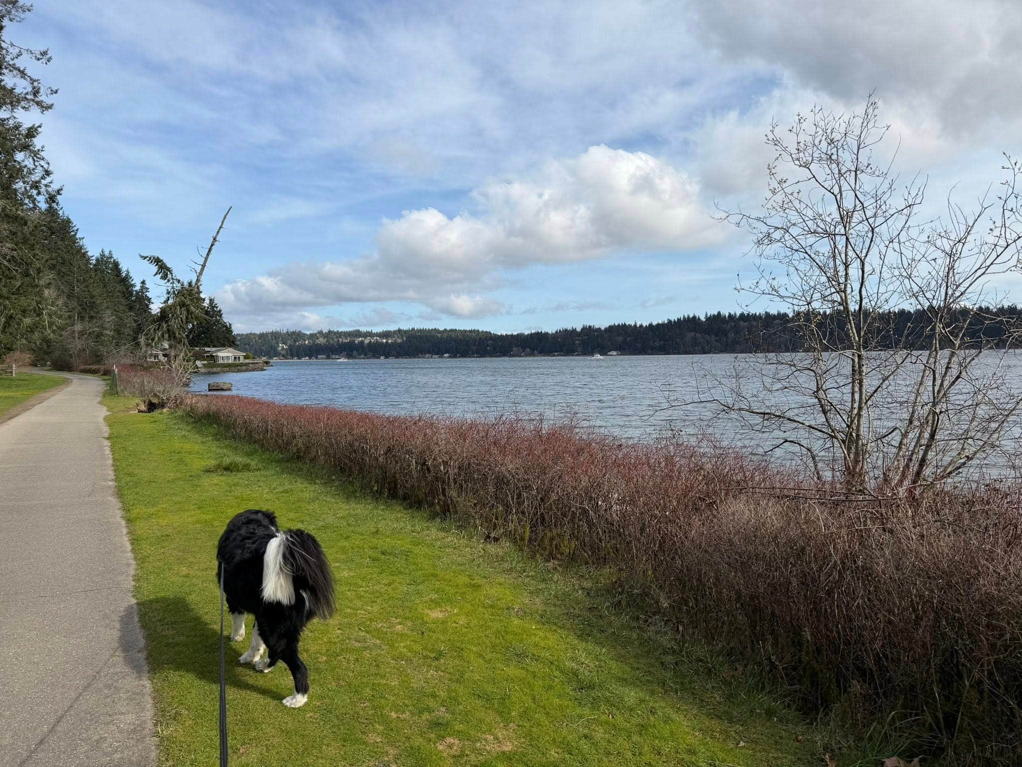 Jennifer S.'s photo of camping with pets at Manchester State Park Campground near Manchester, WA
