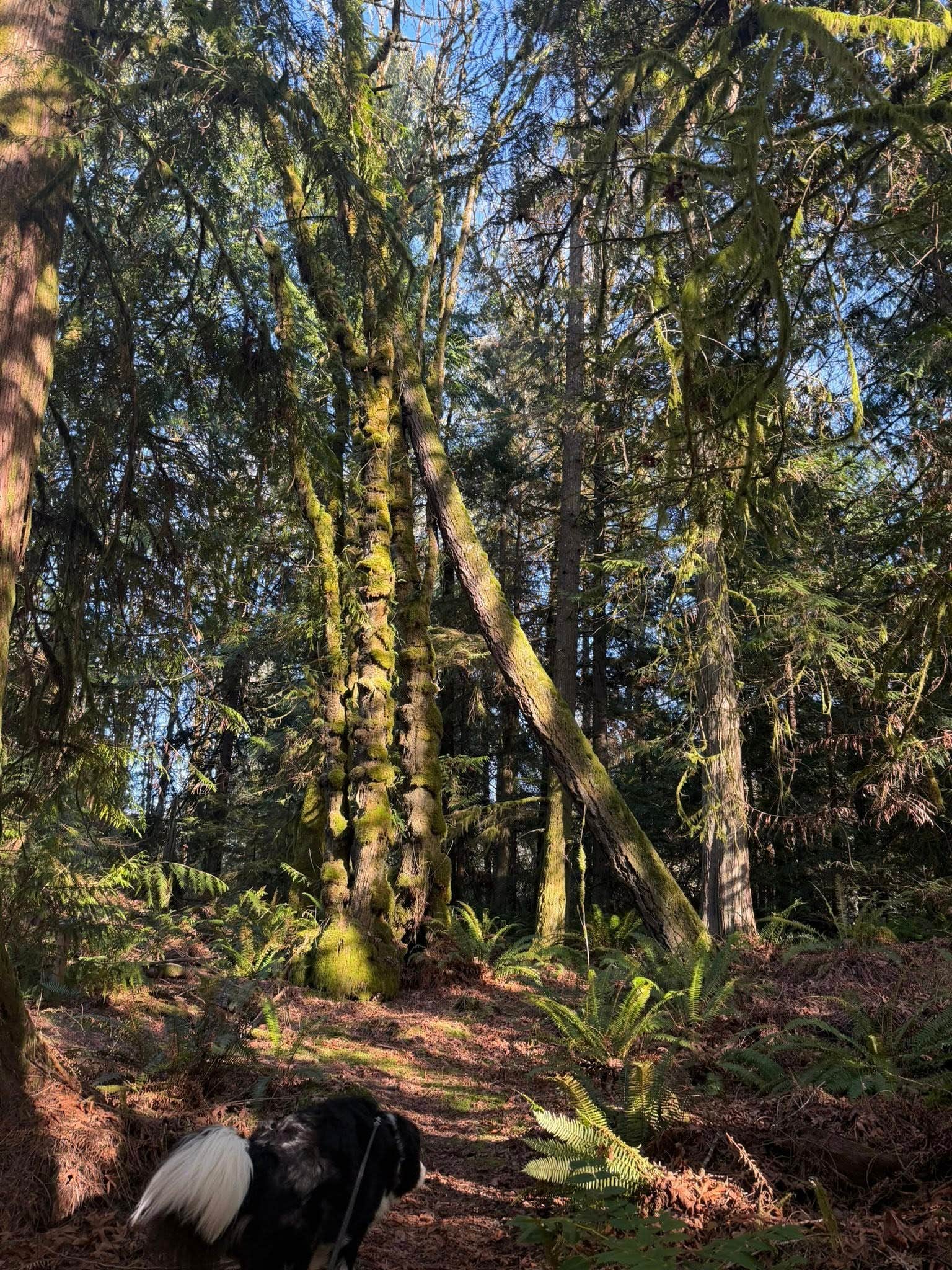 Jennifer S.'s photo of camping with pets at Manchester State Park Campground near Issaquah, WA