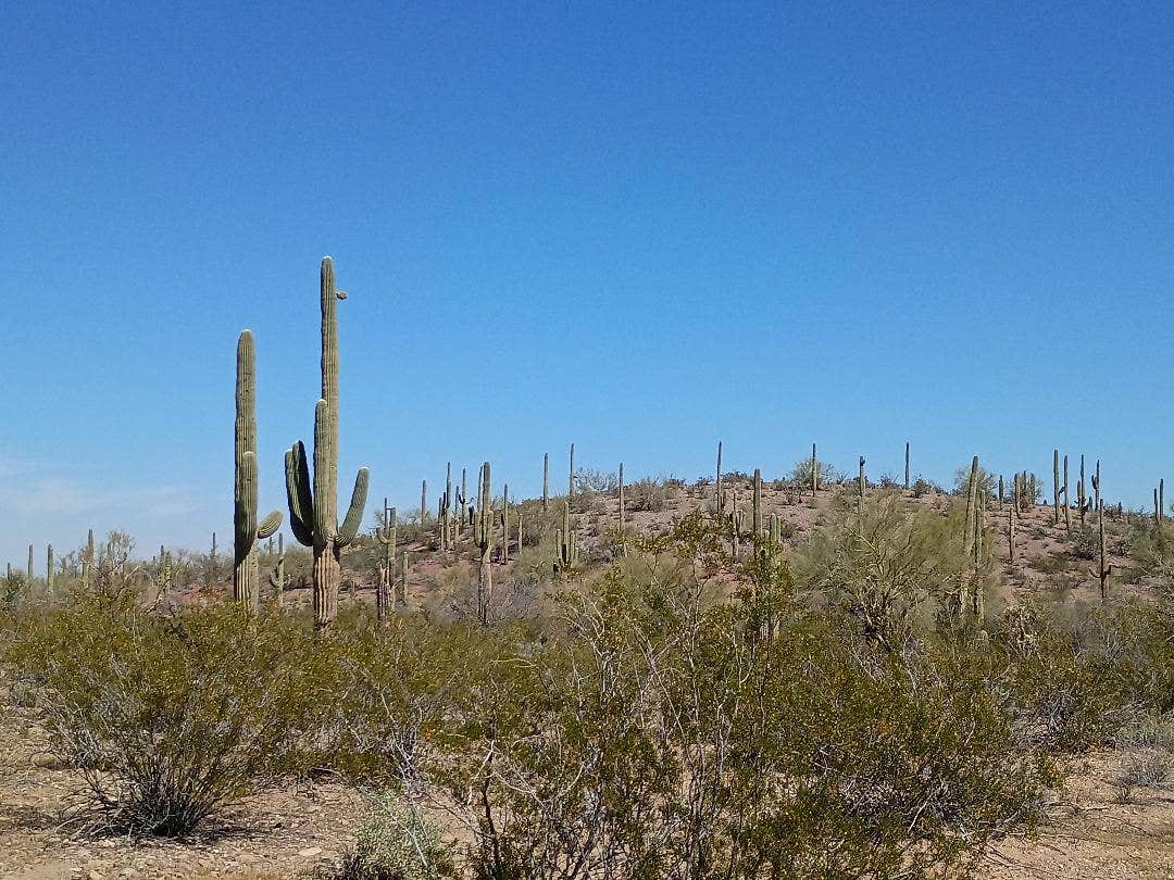 Camper-submitted photo at BLM Ironwood Monument - 2555 ft Knob Overlander 4x4 Dispersed Camping area near Picacho, AZ