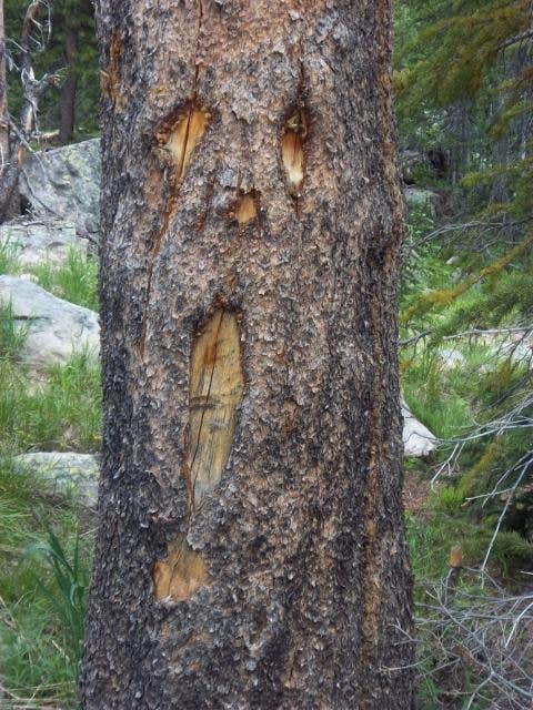 Camper submitted image from Missoula Lake Campground - 2