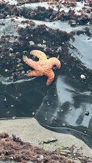 Camper-submitted photo at Anchor Bay Campground near Gualala, CA