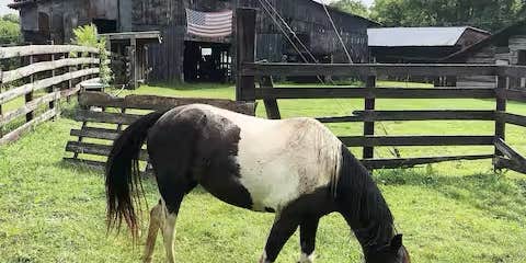 Camper submitted image from Muletown Farm | Pond | Horses | Sunset Views