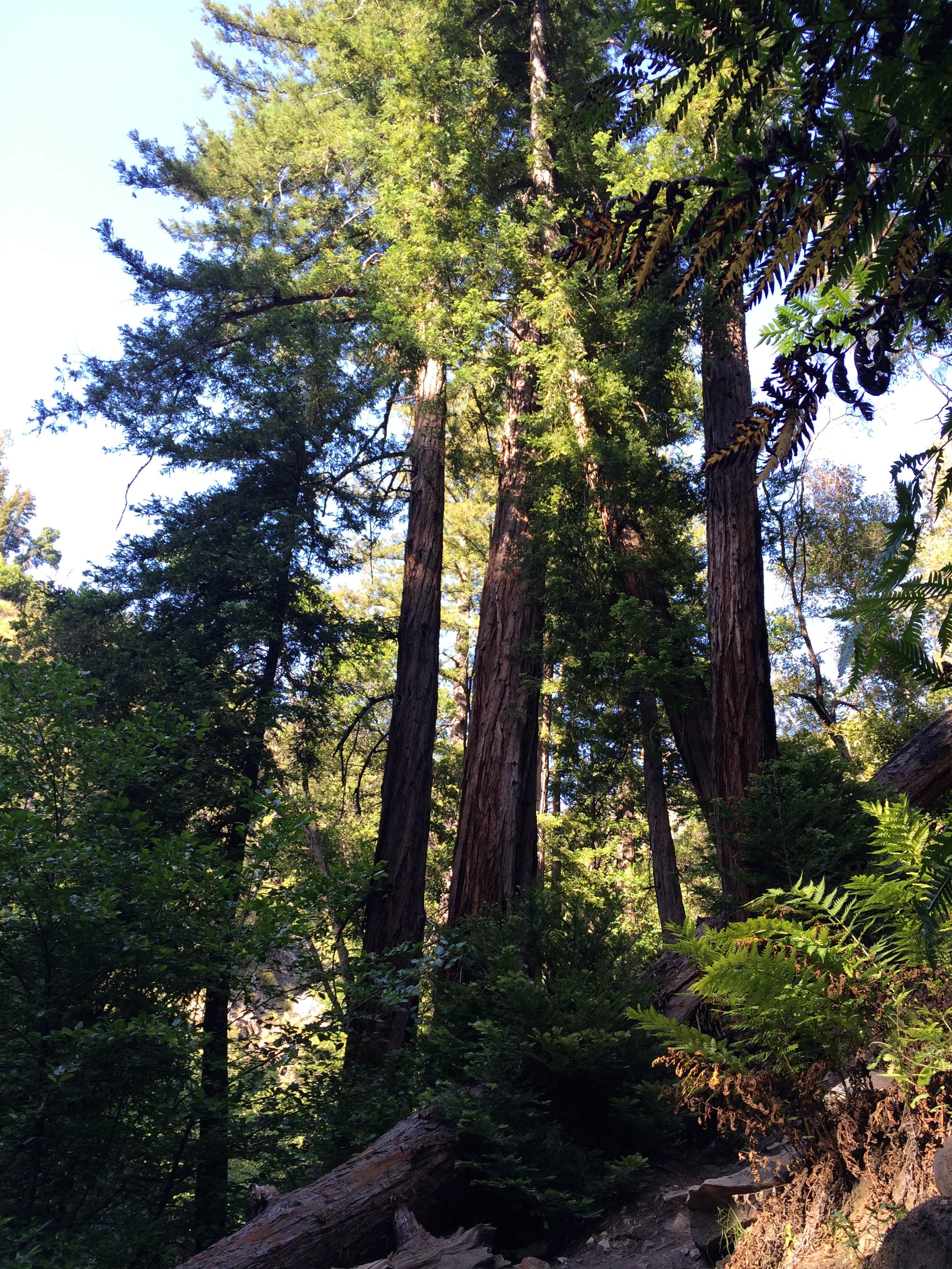 Camper-submitted photo at Pfeiffer Big Sur State Park Campground in California