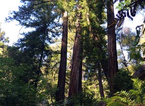 Pfeiffer Big Sur State Park Campground