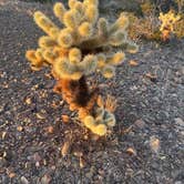 Review photo of Kofa National Wildlife Refuge by Kathy B., March 16, 2026