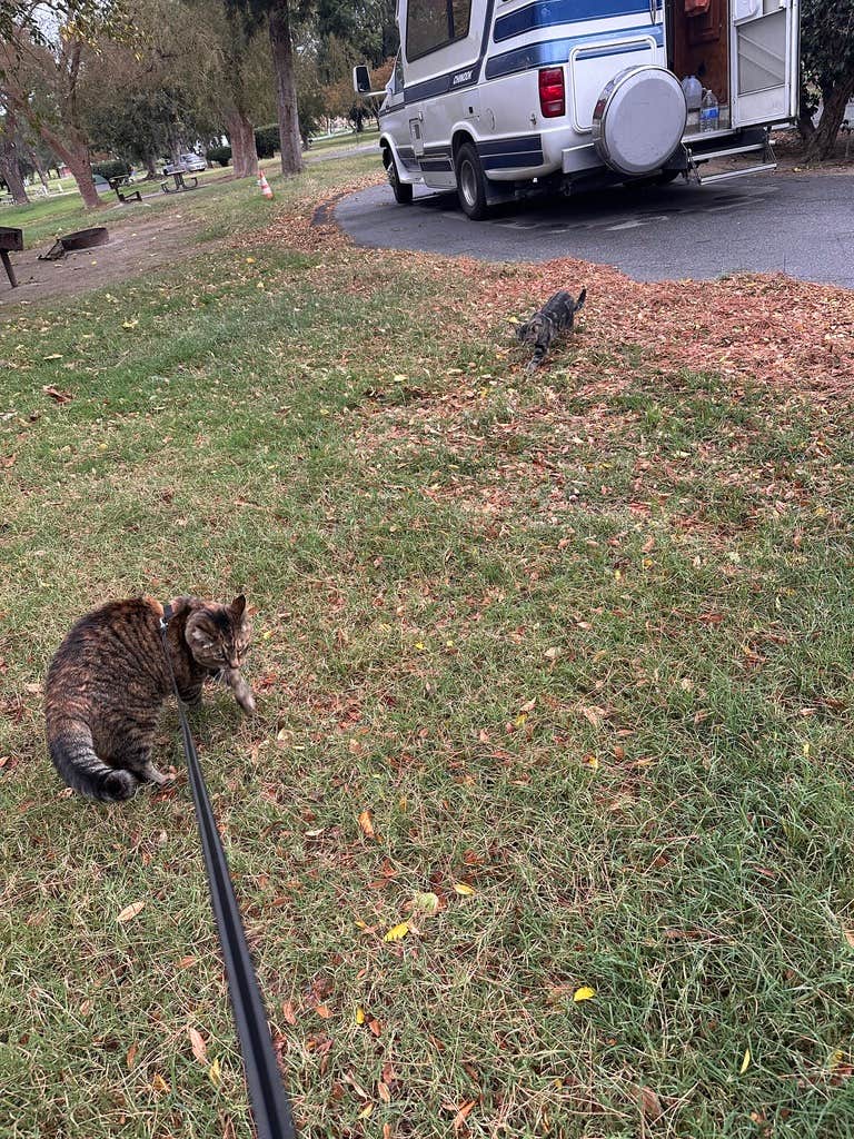 Camper-submitted photo at Kern River County Park near Glennville, CA