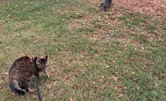 Kathy B.'s photo of camping with pets at Kern River County Park near Tehachapi, CA