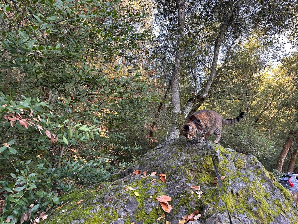 Camper-submitted photo at Sugarloaf Ridge State Park Campground near St. Helena, CA