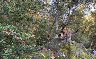 Kathy B.'s photo of camping with pets at Sugarloaf Ridge State Park Campground near Dixon, CA