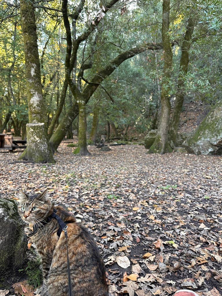 Kathy B.'s photo of camping with pets at Sugarloaf Ridge State Park Campground near Fulton, CA