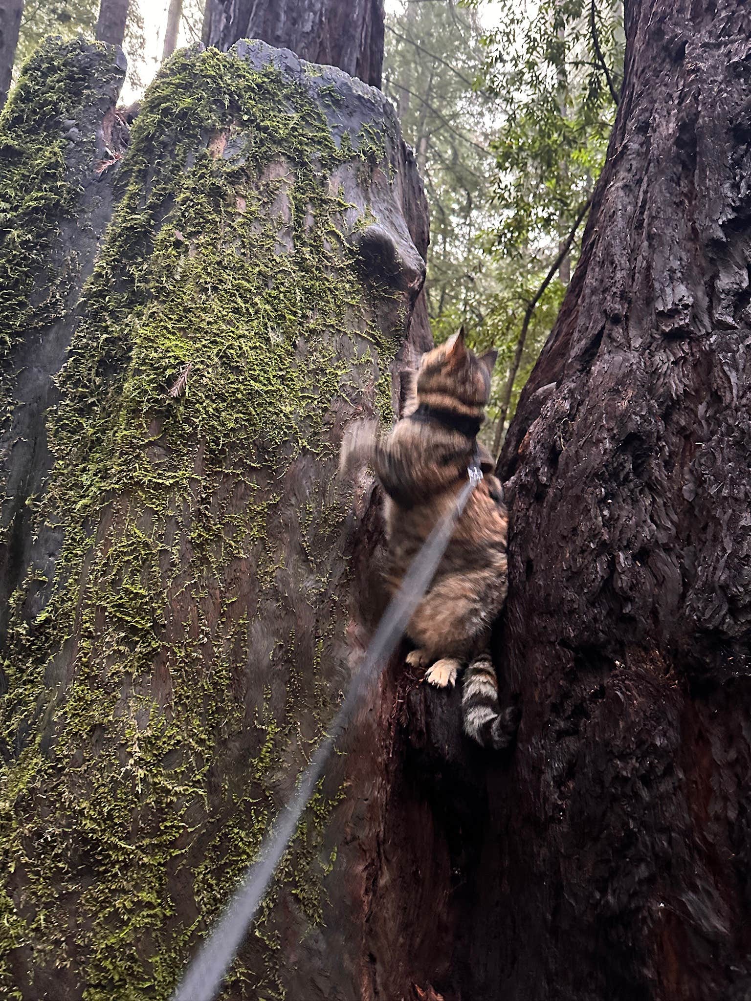 Kathy B.'s photo of camping with pets at Burlington Campground — Humboldt Redwoods State Park near King Range National Conservation Area