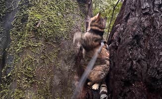 Kathy B.'s photo of camping with pets at Burlington Campground — Humboldt Redwoods State Park near King Range National Conservation Area