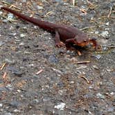 Review photo of Cape Blanco State Park Campground by Kathy B., March 16, 2026