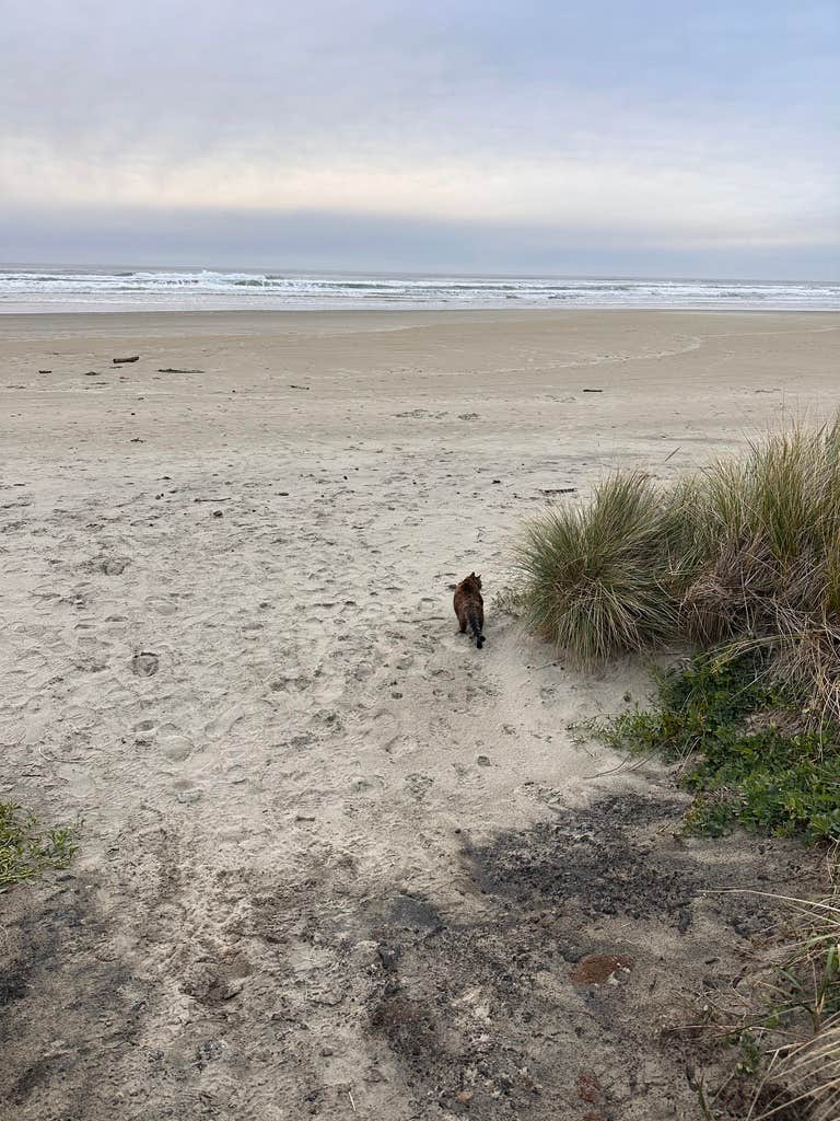 Kathy B.'s photo of camping with pets at Beachside State Recreation Site near Seal Rock, OR