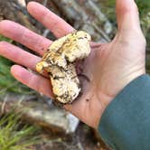 Review photo of The Cove (Timothy Lake) Day-Use by Kathy B., March 16, 2026