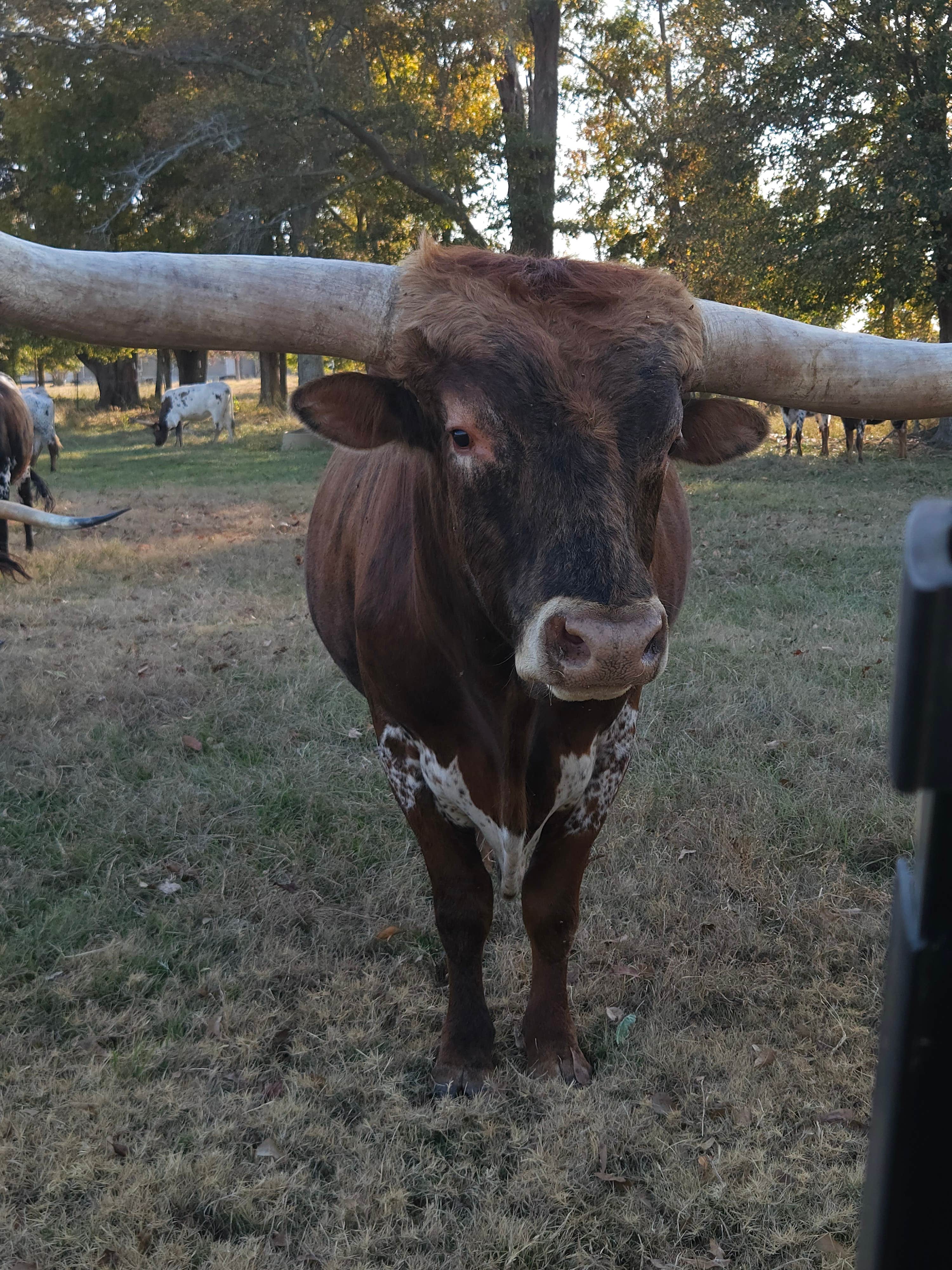 Catrina  D.'s photo of camping with pets at A-Okay RV Park near Dothan, AL