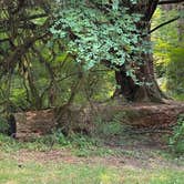 Review photo of Silver Falls State Park Campground by Kathy B., March 17, 2026