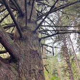 Review photo of Silver Falls State Park Campground by Kathy B., March 17, 2026