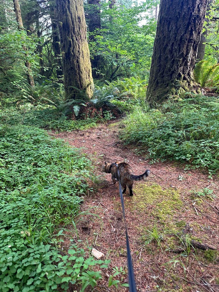 Kathy B.'s photo of camping with pets at Silver Falls State Park Campground near Idanha, OR