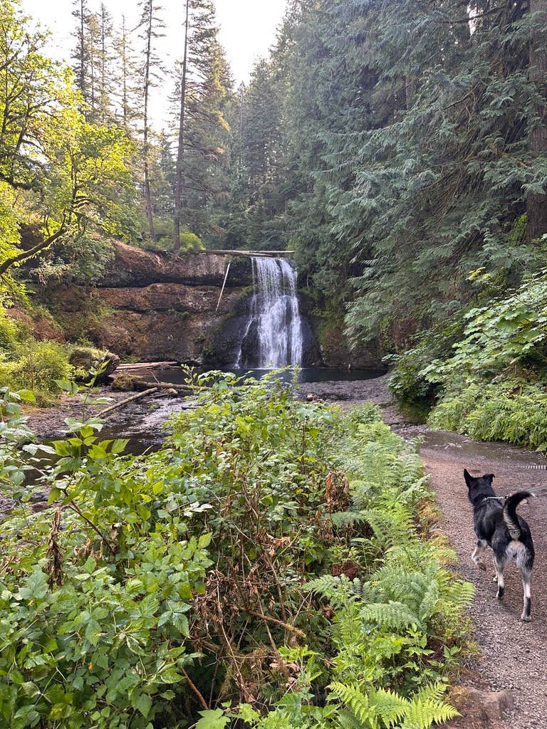Kathy B.'s photo of camping with pets at Silver Falls State Park Campground near Foster, OR