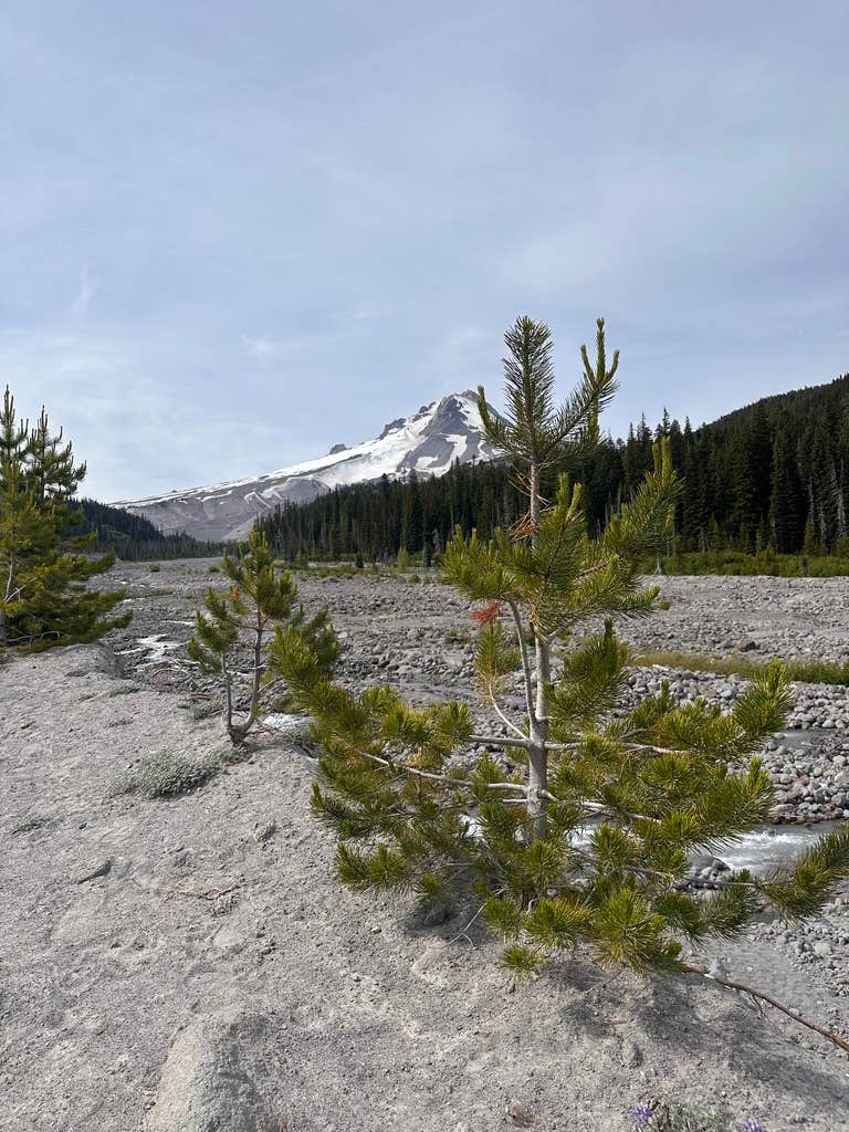 Camper-submitted photo at White River West Sno-Park near Government Camp, OR