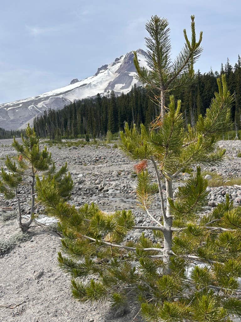 Camper-submitted photo at White River West Sno-Park near Maupin, OR