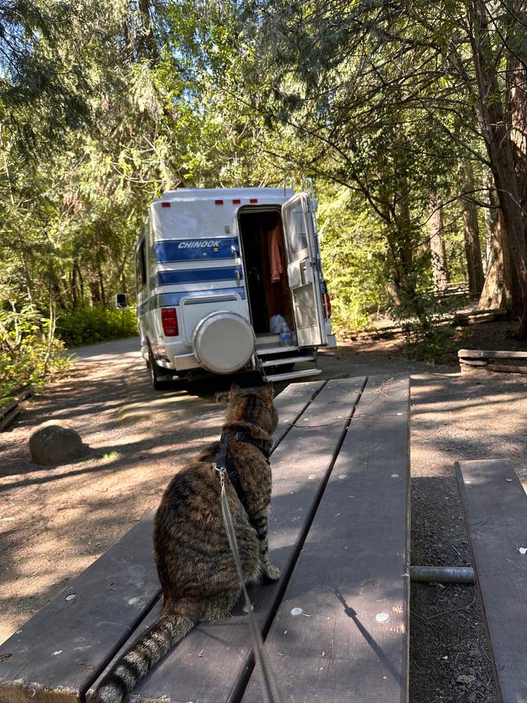 Kathy B.'s photo of camping with pets at Tyee Campground (umpqua River) near Camas Valley, OR