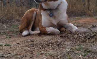 Jennifer J.'s photo of camping with pets at Fortress Cliff Primitive — Palo Duro Canyon State Park near Amarillo, TX
