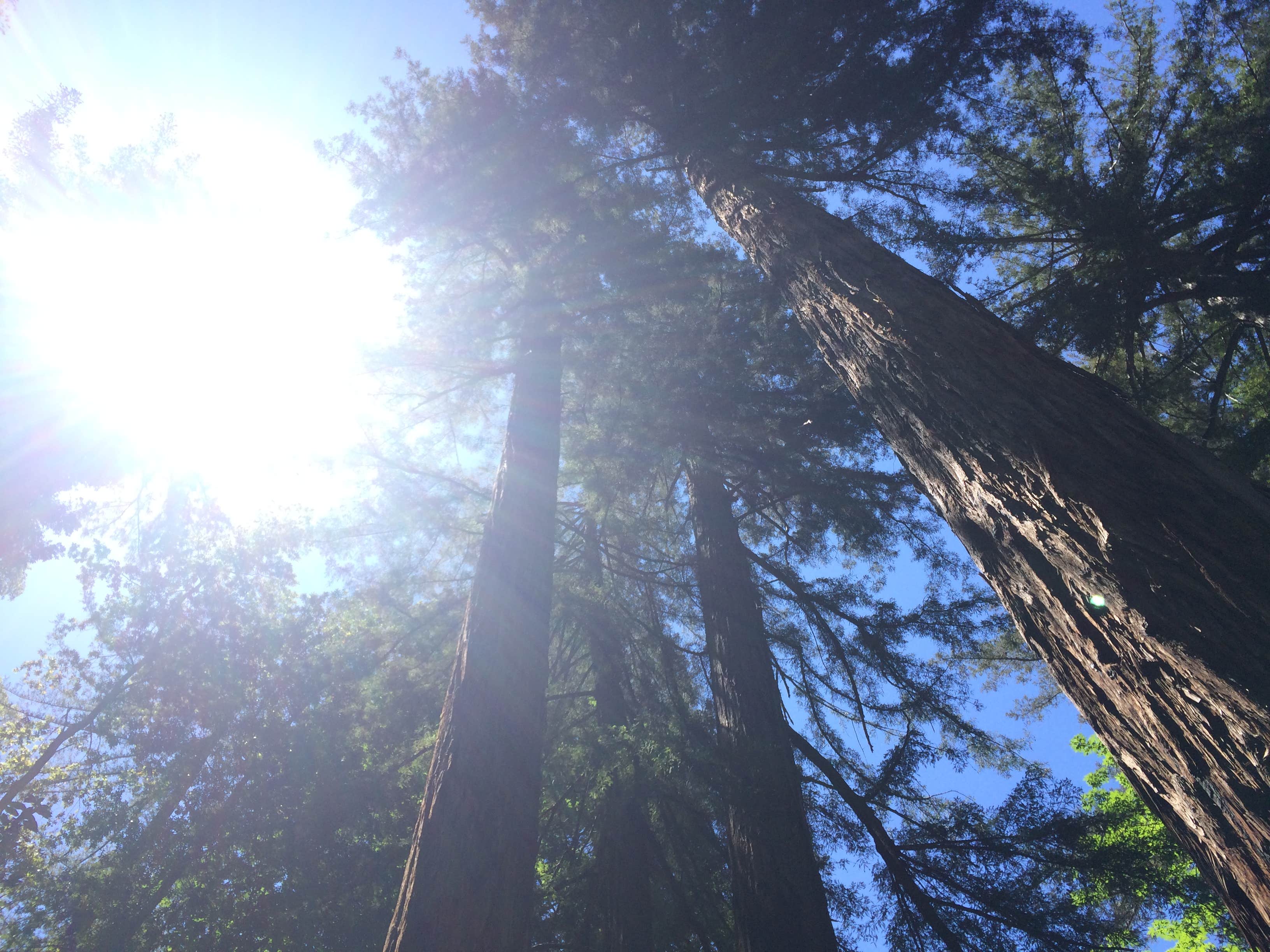 Camper-submitted photo at Pfeiffer Big Sur State Park Campground in California