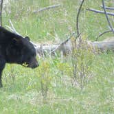Review photo of Canyon Campground — Yellowstone National Park by Kari T., September 29, 2016