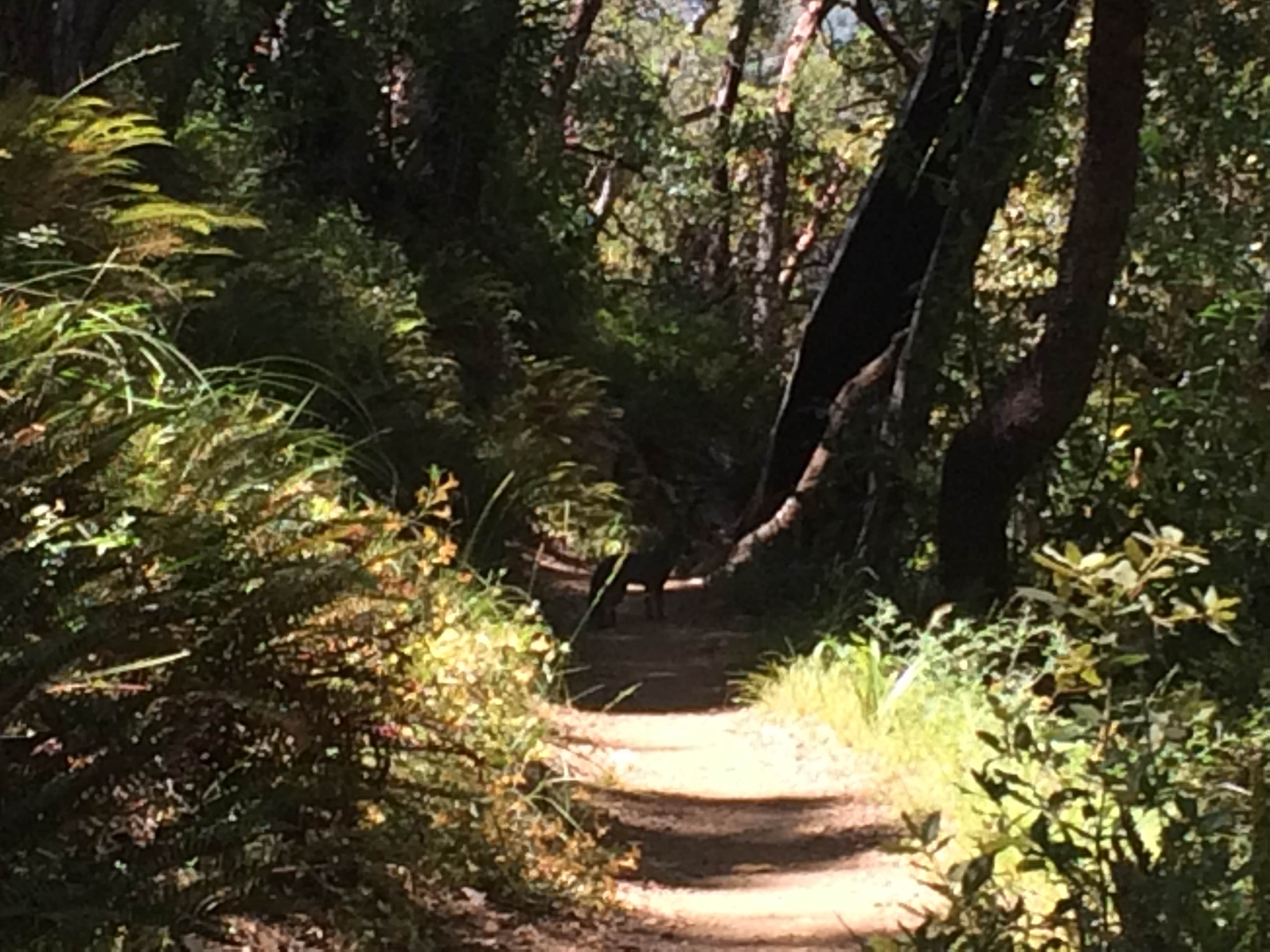 Camper submitted image from Pfeiffer Big Sur State Park Campground - 2
