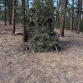 Review photo of Redskin Creek Rd Designated Campsite by Morgan V., March 24, 2026