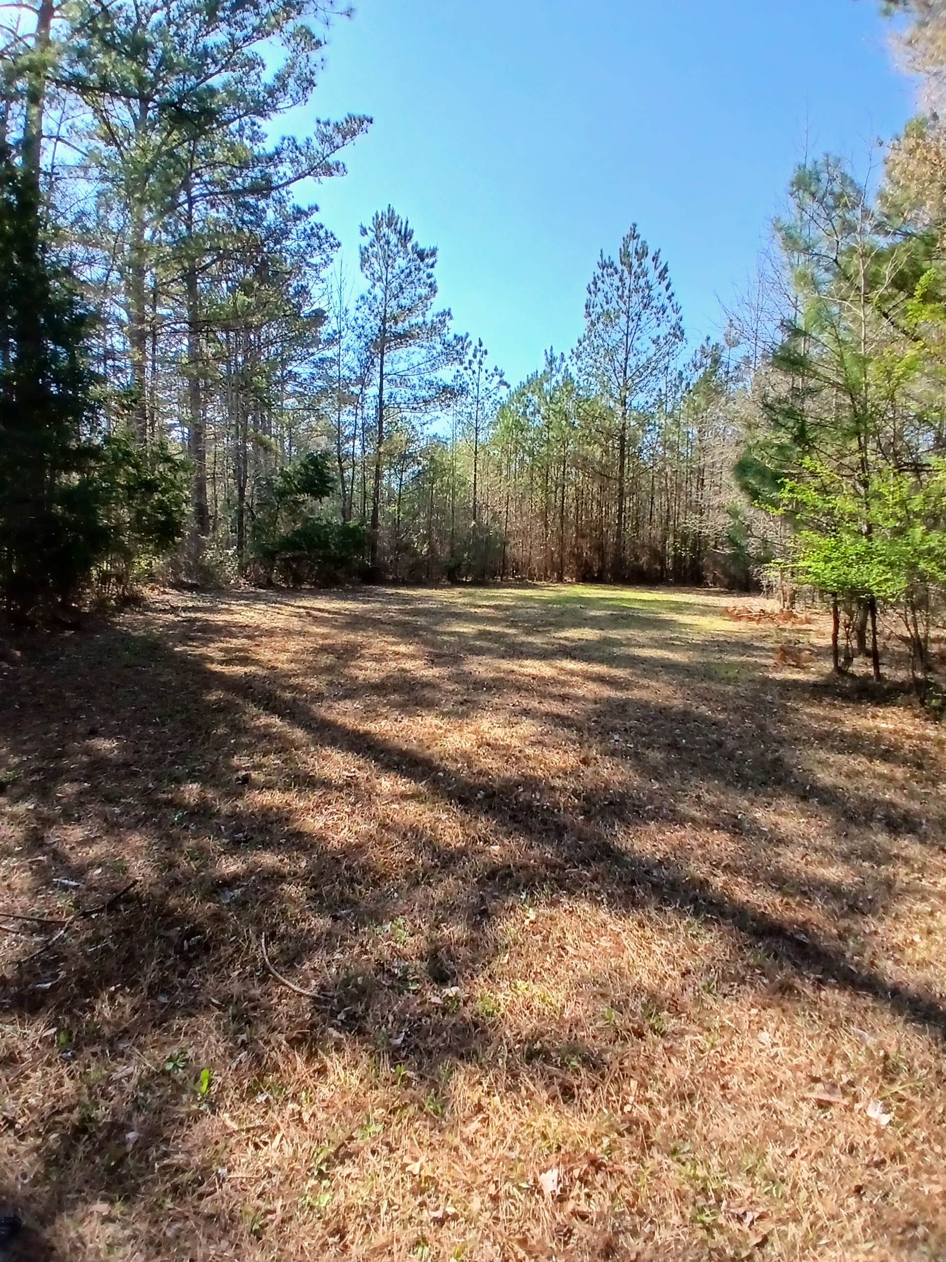 Camper-submitted photo at Open Night Sky at Longview near Louisville, MS