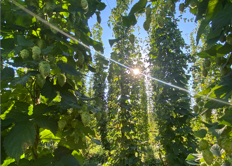 Camping near Flat Top OHV Recreation Area: The Hop Yard Hideaway, Montrose, Colorado