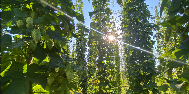 Camper submitted image from The Hop Yard Hideaway