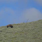 Review photo of Tower Fall Campground — Yellowstone National Park by Kari T., September 29, 2016