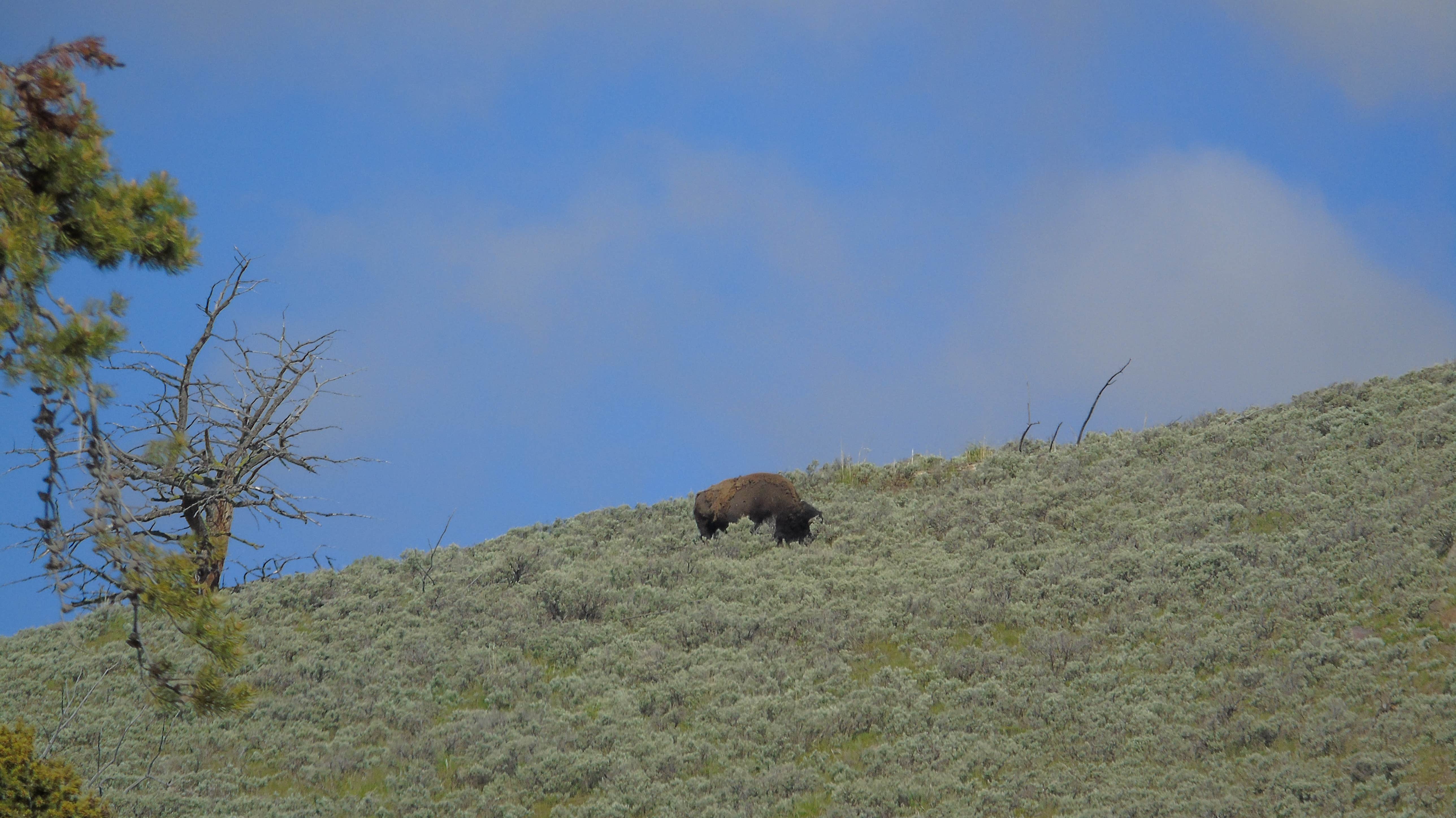 Camper submitted image from Tower Fall Campground — Yellowstone National Park - 2