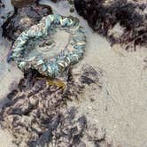 Review photo of Canyon Campground — Leo Carrillo State Park Campground by Bryan H., March 28, 2026