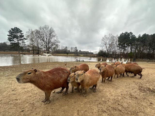Camping near Cool Creek Farm: Liberty Acres RV Park & Campground, Snow Camp, North Carolina