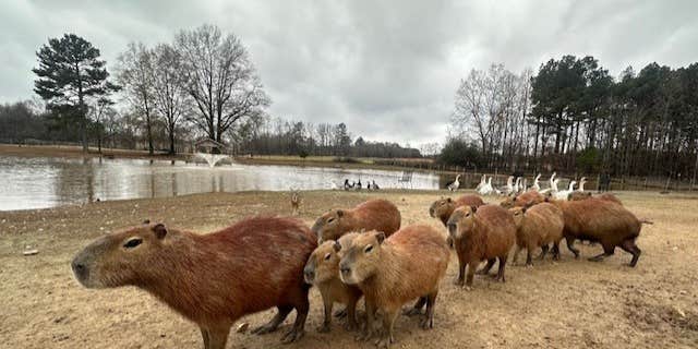 Camper submitted image from Liberty Acres RV Park & Campground