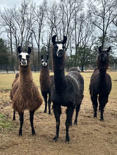Camper-submitted photo at Liberty Acres RV Park & Campground near Franklinville, NC