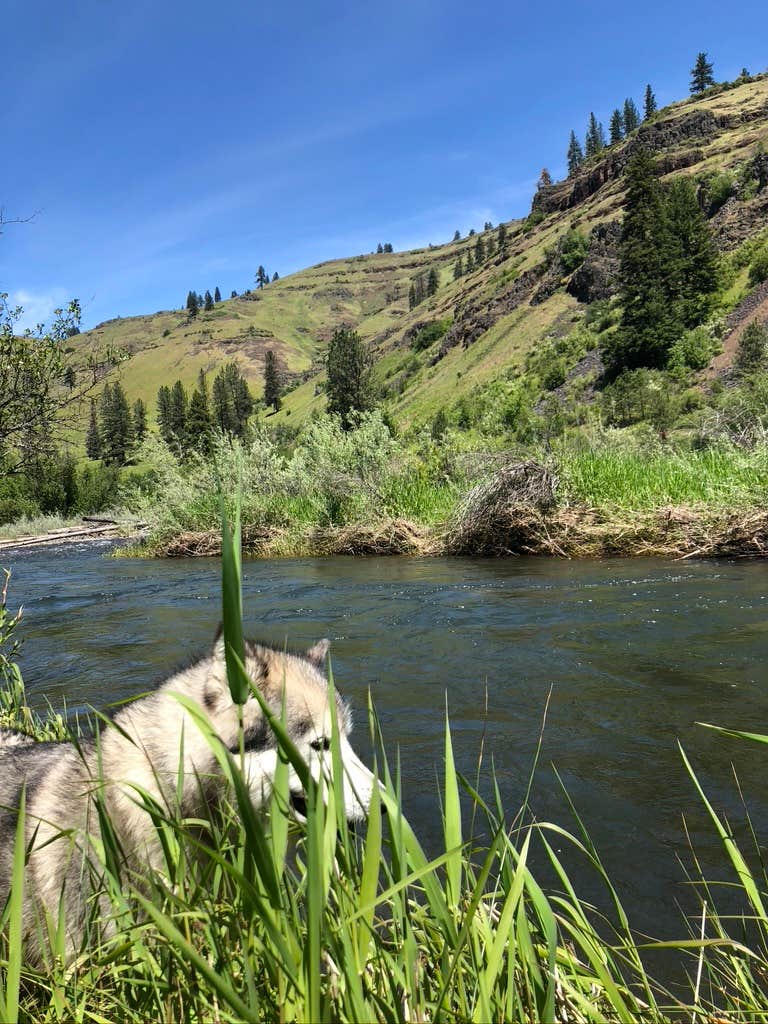 Camper-submitted photo at Lostine River near Wallowa Whitman National Forest