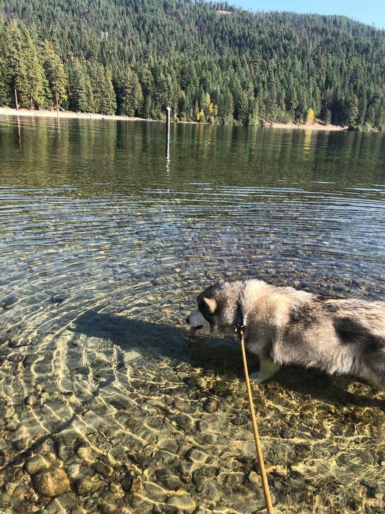 Kathy B.'s photo of camping with pets at Lionhead Campground — Priest Lake State Park near Bonners Ferry, ID