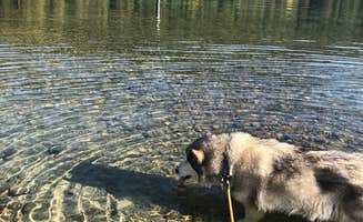 Kathy B.'s photo of camping with pets at Lionhead Campground — Priest Lake State Park near Metaline, WA