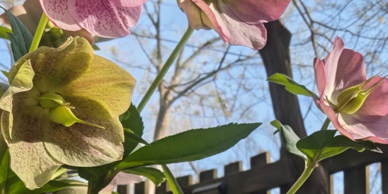 Camper submitted image from Moonspell Garden